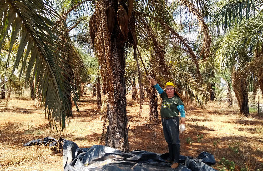 1ª Colheita de Macaúba em plantio da INOCAS