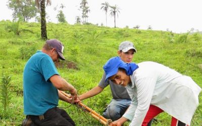 SITAWI apoia Projeto de Extrativismo Sustentável de Macaúba Orgânica