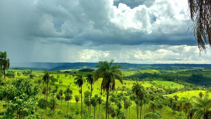 Conheça a INOCAS, startup que produz óleo vegetal sustentável de macaúba