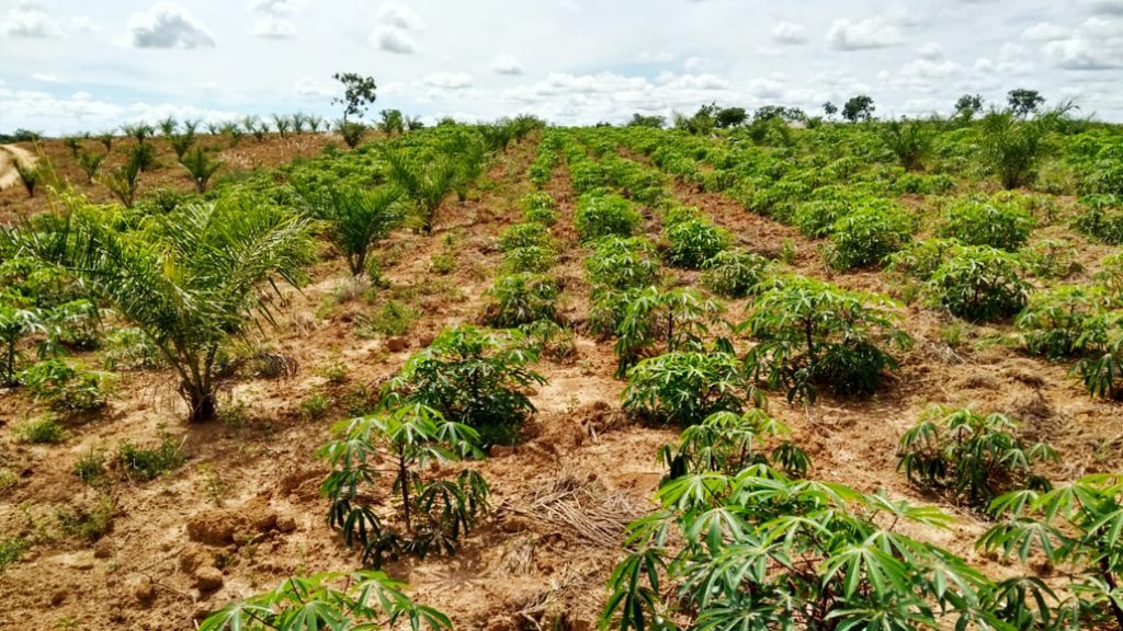 Os Sistemas Agroflorestais – SAFs – revolucionam o uso da terra, promovendo benefícios econômicos e ecológicos