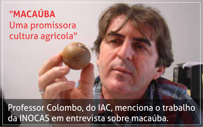 Macaúba, uma promissora cultura agrícola