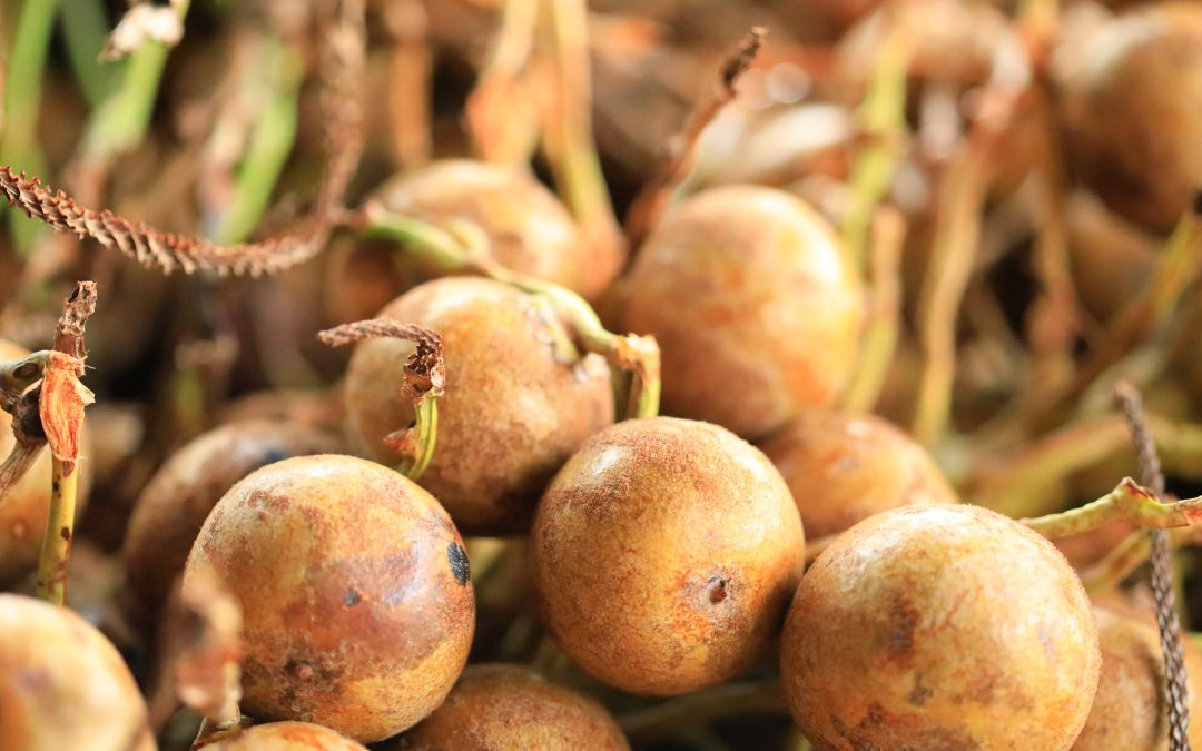 Projeto do governo de SP vai investir R$ 5 mi para promover cultivo da macaúba