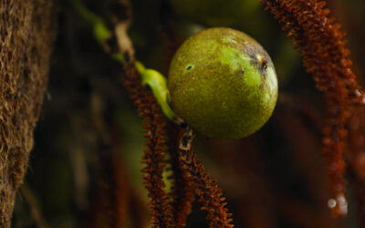 ESTADÃO | Why the Brazilian macauba is the plant of the moment in biofuel production