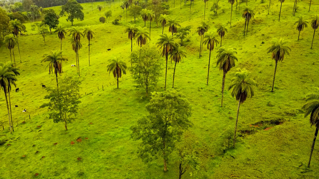 ESTADÃO | Contrary to traditional cultivation, cerrado attracts entrepreneurs who work to regenerate the soil